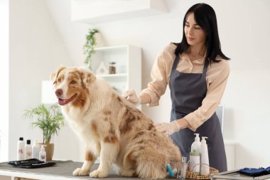 Avustralyalı çoban köpeğini kuaförde fırçalayan kadın tımarcı.