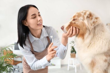 Kuaförde diş fırçası ve Avustralyalı çoban köpeği olan kadın tımarcı.