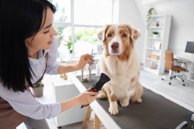 Avustralyalı çoban köpeğinin saçını kurutan kadın tımarcı.