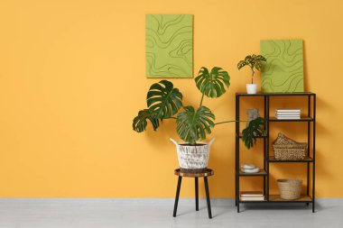 Taburede canavar bitkisi, raf ünitesi ve sarı duvarda resimler.