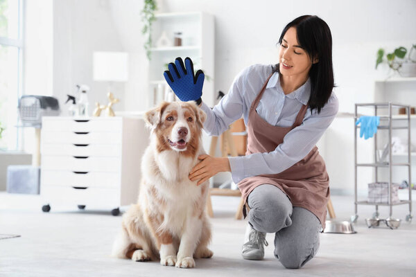 Female groomer with brushing glove and Australian Shepherd dog in salon