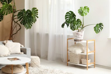 Monstera bitkileri, kanepe, sehpa ve odanın penceresinin yanındaki raf ünitesi.