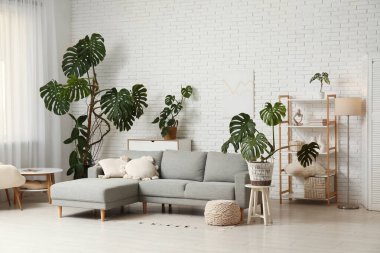 Monstera bitkileri, kanepe, raf ünitesi ve lamba oturma odasının içinde.