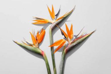 Gri arkaplanda güzel strelitzia çiçekleri