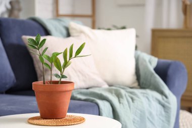 Oturma odasında çiçekli kahve masası. Yakın çekim.