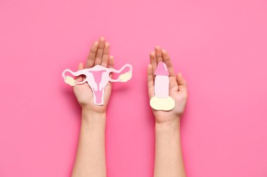 Kağıt uterusa sahip kadın elleri ve pembe arka planda erkek üreme organları, yakın plan.