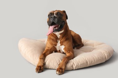 Şirin boksör köpeği gri arka planda evcil hayvan yatağında yatıyor.