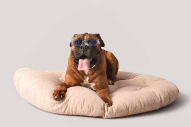 Güneş gözlüklü şirin boksör köpeği gri arka planda evcil hayvan yatağında yatıyor.