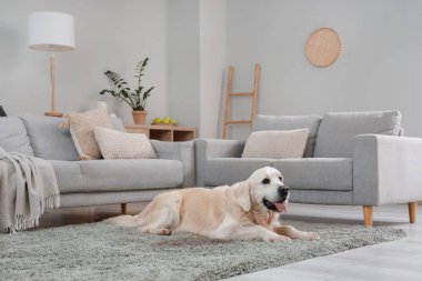 Evdeki halının üzerinde yatan sevimli Labrador köpeği.