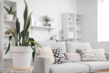 Oturma odasının iç tarafındaki masada yeşil bitki.