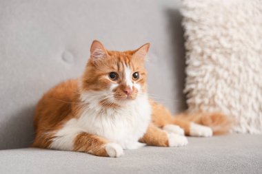 Evdeki kanepede yatan sevimli kedi.