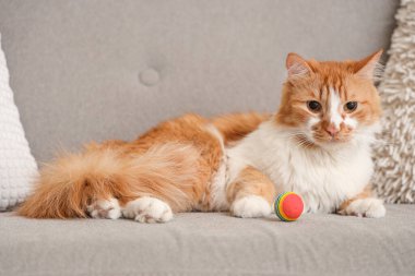 Evdeki kanepede top oynayan sevimli kedi.