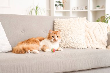 Evdeki kanepede top oynayan sevimli kedi.