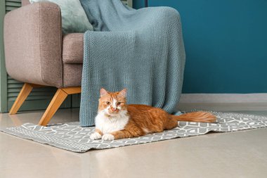 Şirin kedi eve halıma yalan