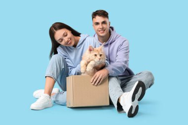 Mavi arka planda karton kutuda sevimli Maine Rakun kedisi olan güzel bir çift.