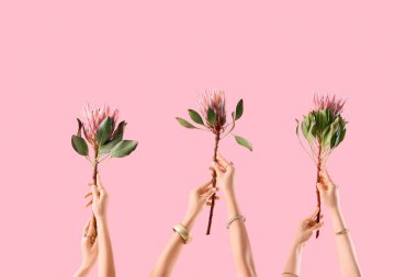 Pembe arka planda protea çiçekleri olan eller