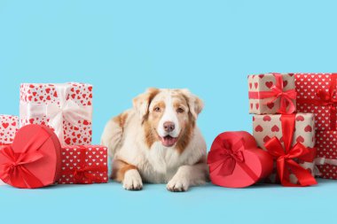 Mavi arka planda hediyeleri olan sevimli Avustralya çoban köpeği. Sevgililer Günü kutlaması