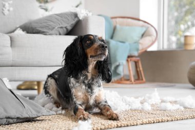 Yaramaz cocker spaniel yırtık yastıkla halıya uzanmış dağınık oturma odasında