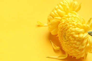 Sarı arka planda güzel kasımpatı çiçekleri ve taç yaprakları