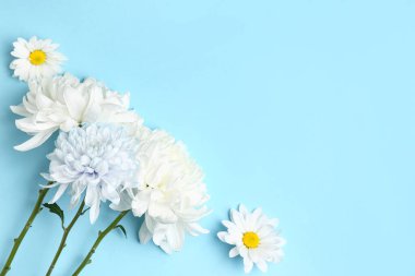 Mavi arka planda güzel beyaz kasımpatı çiçekleri