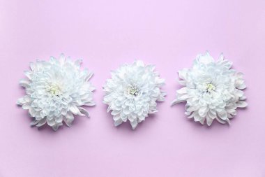 Leylak arka planında güzel mavi kasımpatı çiçekleri