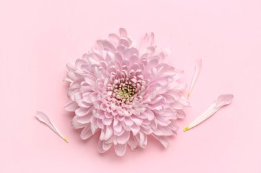 Pembe arka planda güzel kasımpatı çiçekleri ve taç yaprakları