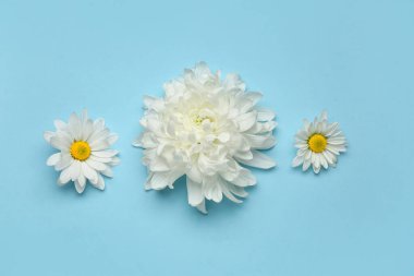 Mavi arka planda güzel beyaz kasımpatı çiçekleri