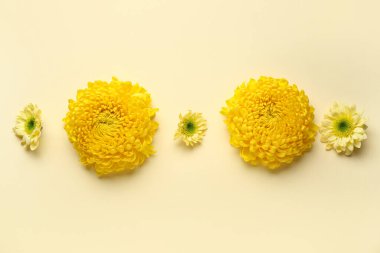 Renkli arkaplanda güzel sarı kasımpatı çiçekleri