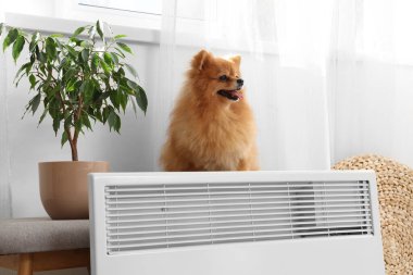 Evinde elektrikli konveyör ısıtıcısının yanındaki yumuşak bankta bitkisi olan sevimli Pomeranya köpeği.