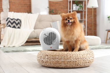 Evde elektrikli vantilatör ısıtıcısı olan şirin Pomeranya köpeği.