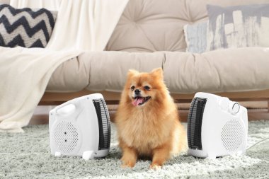 Evde elektrikli ısıtıcısı olan sevimli Pomeranya köpeği.