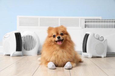 Mavi duvarın yanında elektrikli vantilatör ısıtıcısı olan çoraplı şirin Pomeranya köpeği.