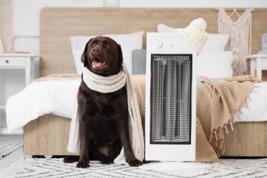 Yatak odasında sıcak atkısı ve elektrikli ısıtıcısı olan şirin Labrador köpeği.