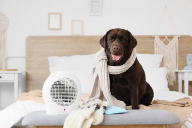 Yatak odasındaki yumuşak bankta elektrikli fan ısıtıcısının yanında sıcak atkısı olan şirin Labrador köpeği.
