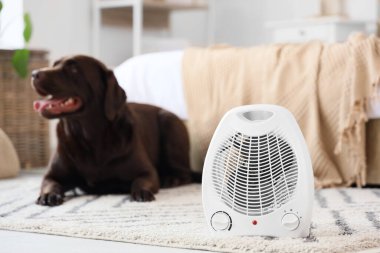 Labrador köpeğine karşı halının üzerinde elektrikli pervane ısıtıcısı var. Yatak odasında yatıyor, yakın plan.