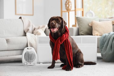 Evde sıcak atkısı ve elektrikli ısıtıcısı olan şirin Labrador köpeği.