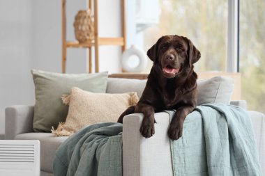 Evdeki kanepede sevimli Labrador köpeği.