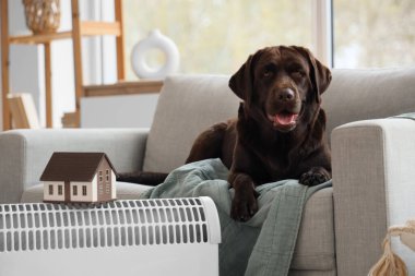 Labrador köpeği evdeki elektrikli konteyner ısıtıcısının yanındaki kanepede oturuyor.