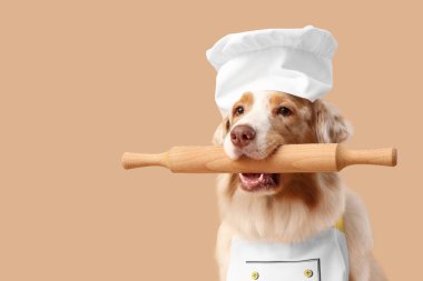 Aşçı üniformalı şirin Avustralya çoban köpeği. Bej arka planda oklavası var. Yakın plan.