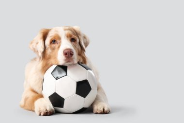 Avustralya 'nın şirin çoban köpeği, futbol topu arka planda yatıyor.