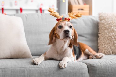 Noel 'de tatlı av köpeği evde kanepede uzanmış geyik boynuzları.