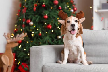 Geyik boynuzları içinde şirin bir av köpeği evdeki Noel ağacının yanındaki kanepede oturuyor.