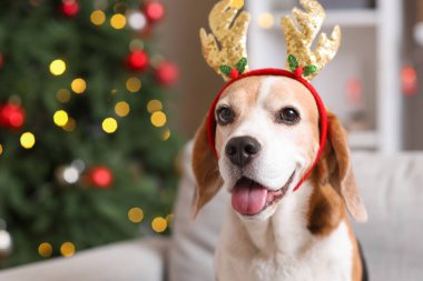 Evde Noel ağacının yanında geyik boynuzları içinde şirin bir av köpeği.