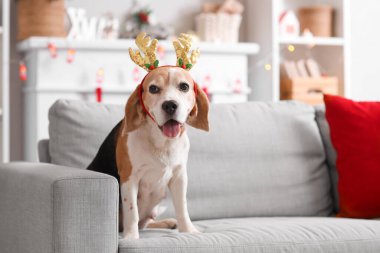 Evdeki kanepede oturan geyik boynuzları içinde şirin bir av köpeği.