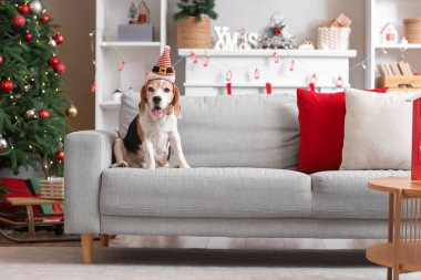 Noel Baba şapkalı şirin av köpeği evdeki kanepede oturuyor.