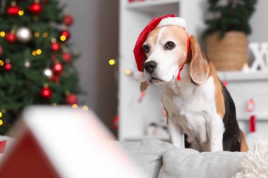 Noel Baba şapkalı şirin av köpeği. Noel için dekore edilmiş.