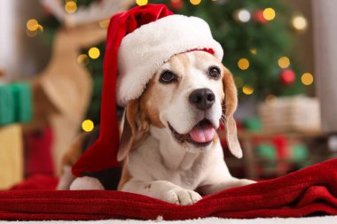 Noel Baba şapkalı şirin av köpeği evde Noel ağacının yanında yerde yatıyor.