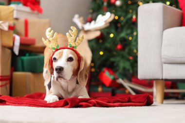 Geyik boynuzları içinde şirin bir av köpeği ve hediye kutuları evdeki Noel ağacının yanında yerde yatıyor.