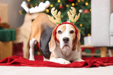 Geyik boynuzları içinde şirin bir av köpeği evdeki Noel ağacının yanında yerde yatıyor.