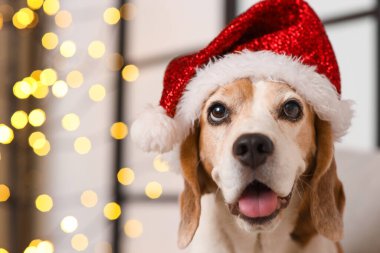 Evde Noel Baba şapkalı şirin av köpeği.